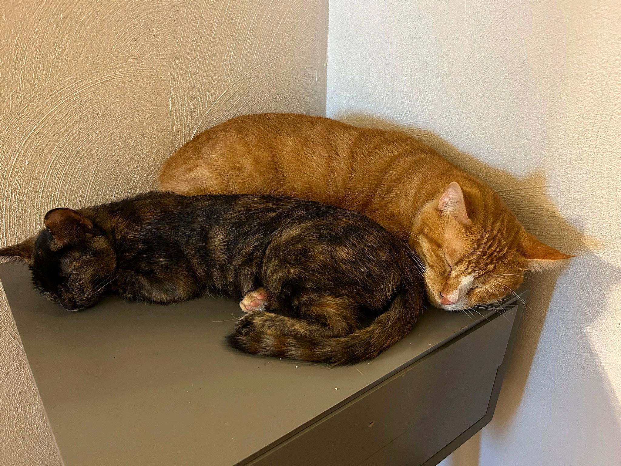 Jewels is registered to the contest to win money with this photo: carnivore, cat, comfort, domestic_short_haired_cat, felidae, fur, hardwood, nap, paw, pet_supply, room, sleep, small_to_medium_sized_cats, snout, tail, terrestrial_animal, whiskers, wood