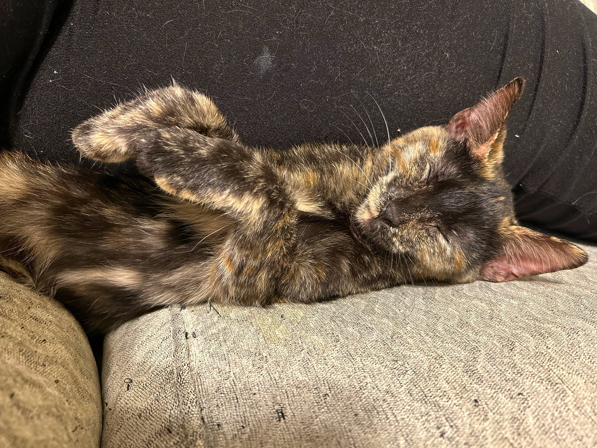 Jewels is registered to the contest to win money with this photo: canidae, carnivore, cat, claw, comfort, dog_breed, domestic_short_haired_cat, fawn, felidae, fur, nap, paw, sitting, sleep, small_to_medium_sized_cats, tail, terrestrial_animal, whiskers, wildlife