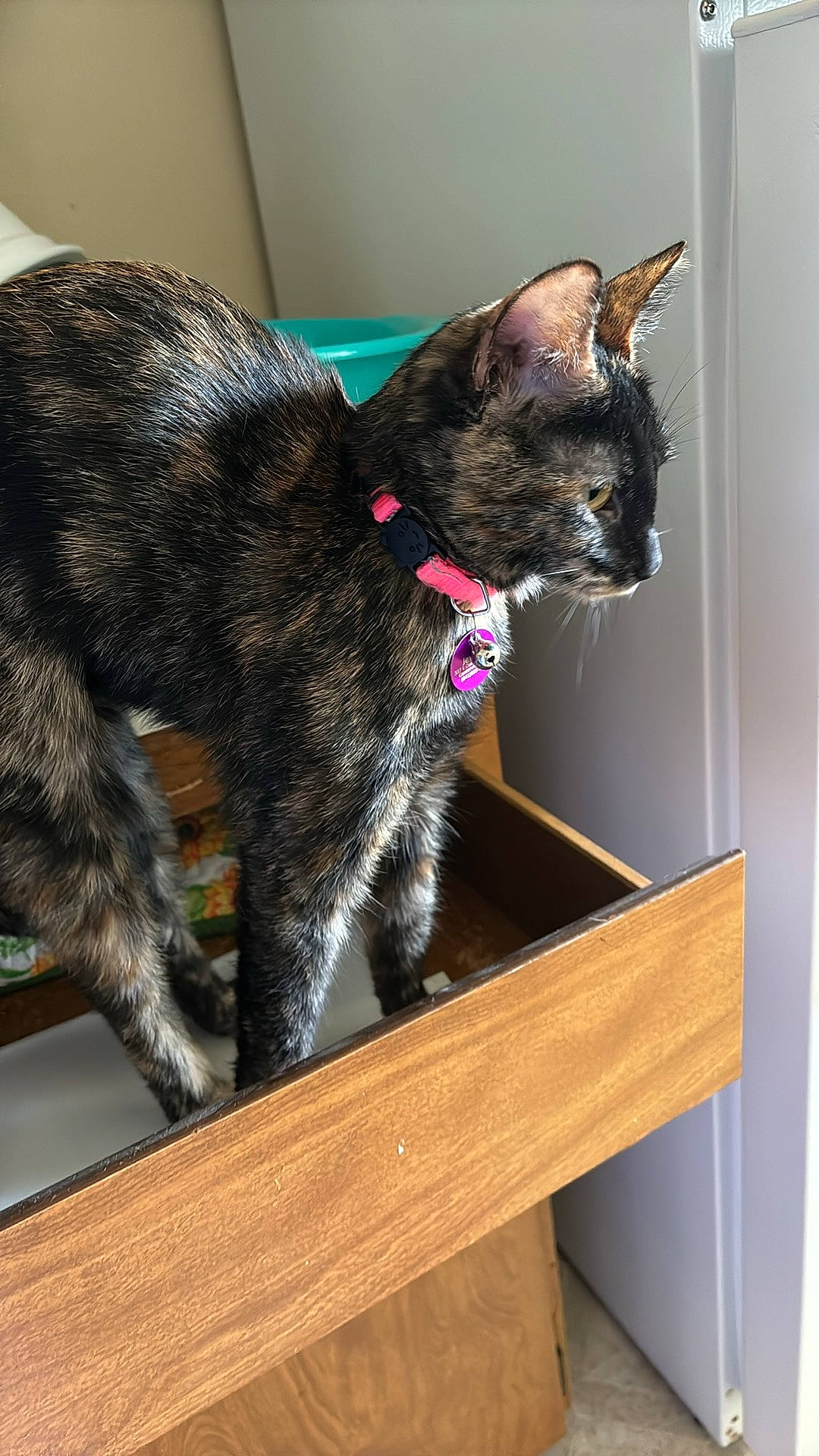 Jewels is registered to the contest to win money with this photo: carnivore, cat, curious, domestic_short_haired_cat, ear, felidae, fur, small_to_medium_sized_cats, tail, terrestrial_animal, whiskers, wood