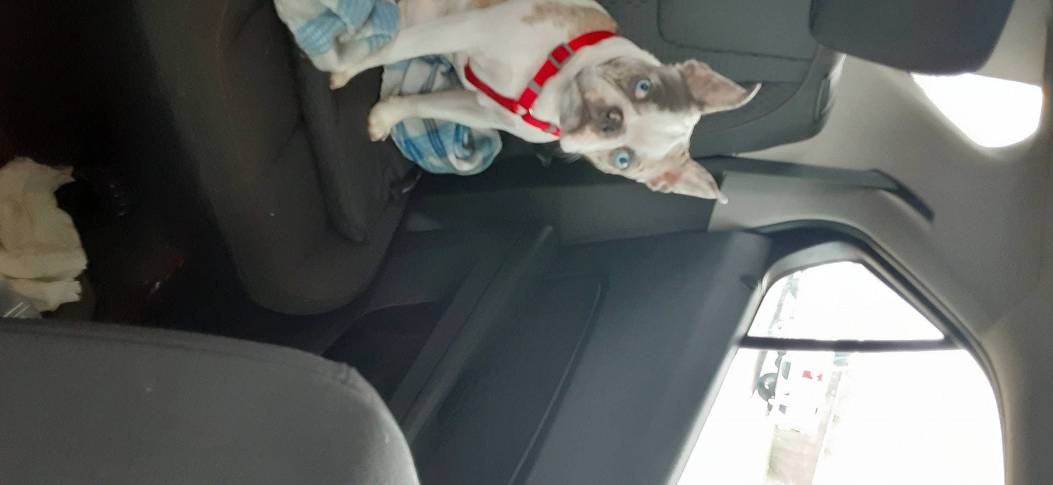 Nash is registered to the contest to win money with this photo: auto_part, automotive_exterior, automotive_mirror, automotive_window_part, car, car_seat, carnivore, collar, companion_dog, dog, dog_breed, driving, family_car, luxury_vehicle, motor_vehicle, personal_luxury_car, vehicle, vehicle_door, window, windshield