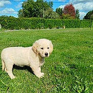 Appy participe au concours pour gagner de l'argent avec cette photo : animal, clouds, cute, daytime, dog, fur, golden_retriever, grass, greenery, mammal, nature, outdoor, park, pet, puppy, sky, soccer_goal, sunny, trees, young