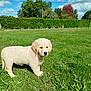 animal, clouds, cute, daytime, dog, fur, golden_retriever, grass, greenery, mammal, nature, outdoor, park, pet, puppy, sky, soccer_goal, sunny, trees, young