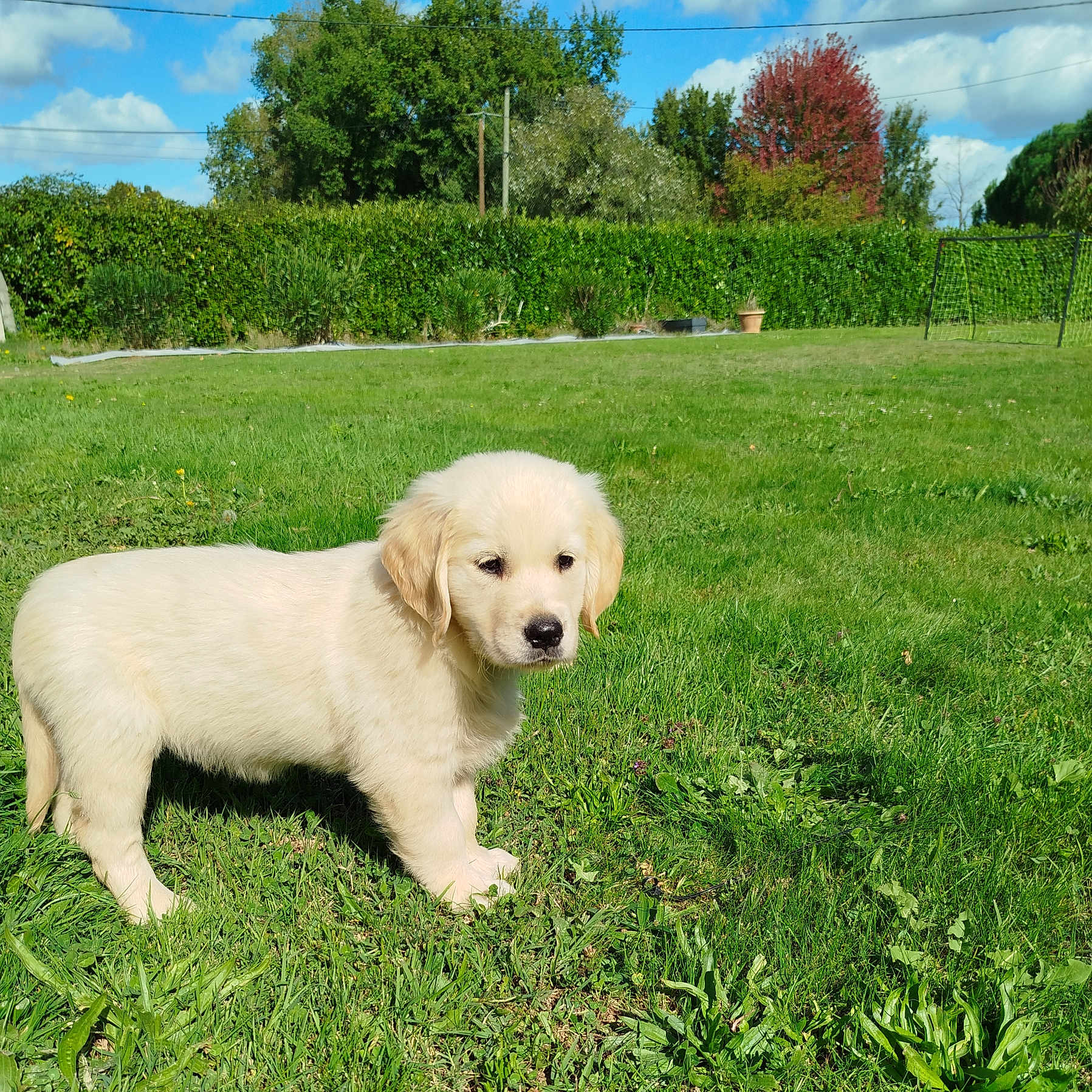 Appy participe au concours pour gagner de l'argent avec cette photo : animal, clouds, cute, daytime, dog, fur, golden_retriever, grass, greenery, mammal, nature, outdoor, park, pet, puppy, sky, soccer_goal, sunny, trees, young