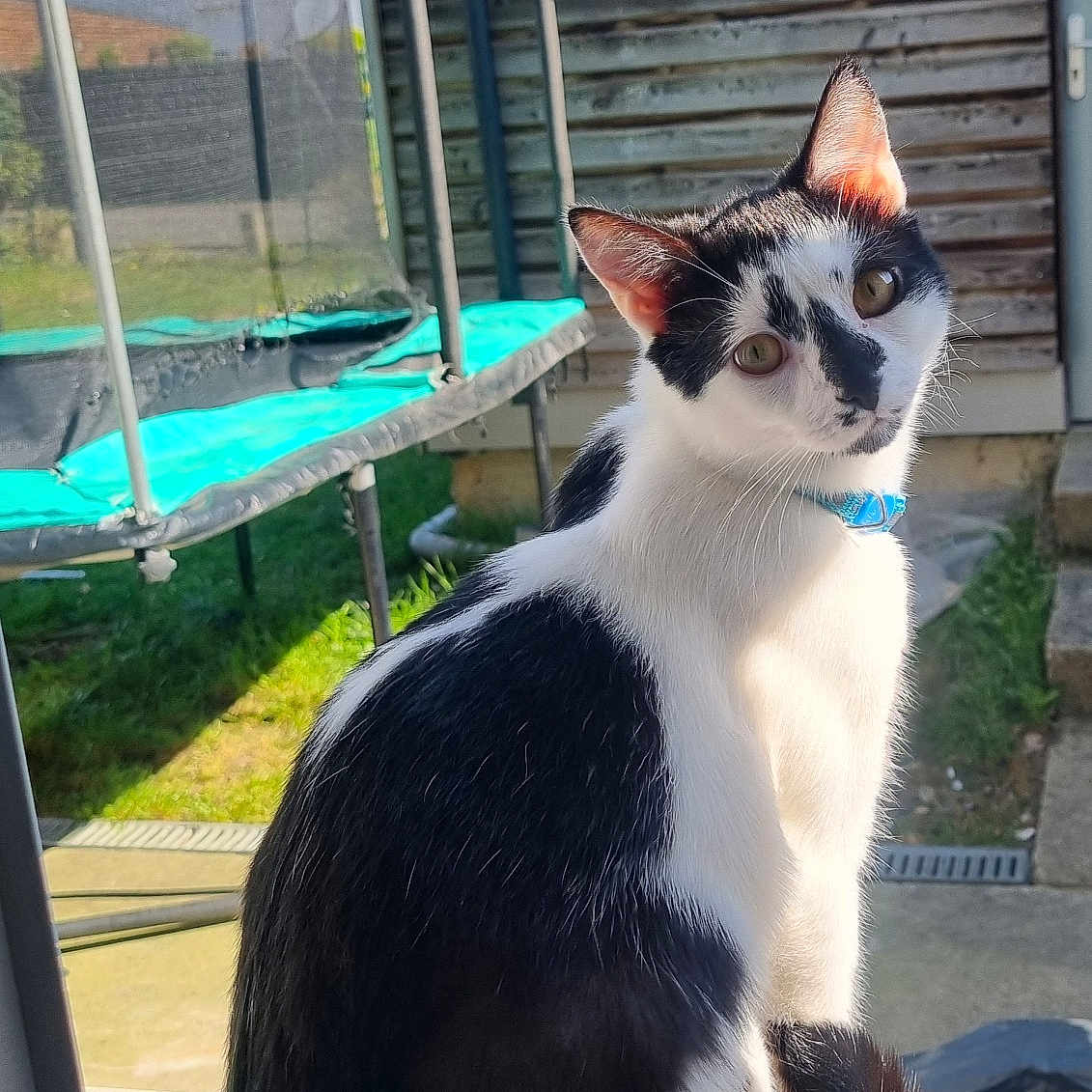 Oréo a rejoint le concours — aidez-le/la à gagner de superbes lots ! animal, architecture, backyard, building, cat, face, grass, house, housing, kitten, manx, nature, outdoors, pet, plant, porch, pottedplant, shelter, window, yard
