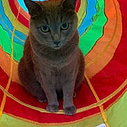 Halo joined the competition — help win amazing prizes! cat, animal, pet, play_tunnel, colorful, rainbow, indoor, curious, feline, sitting, bright, toy, cute, domestic_animal, striped, soft, closeup, looking, ears, whiskers
