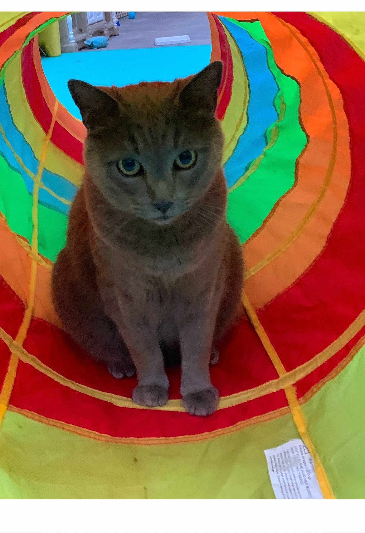 Halo