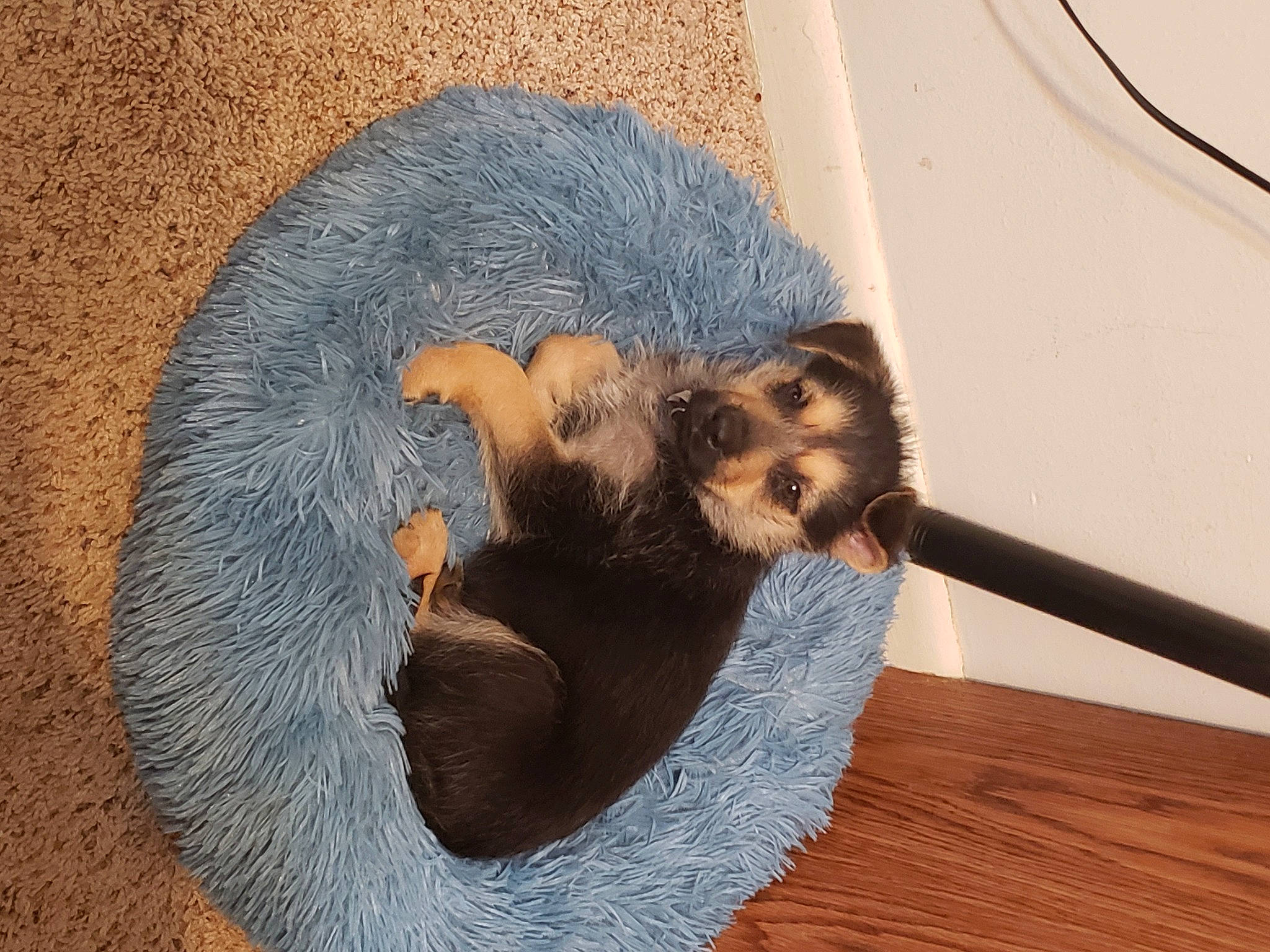 Wally is registered to the contest to win money with this photo: canidae, carnivore, claw, comfort, companion_dog, dog_breed, fawn, felidae, fur, hardwood, mustelidae, paw, rodent, small_to_medium_sized_cats, snout, tail, terrestrial_animal, vertebrate, whiskers, wood