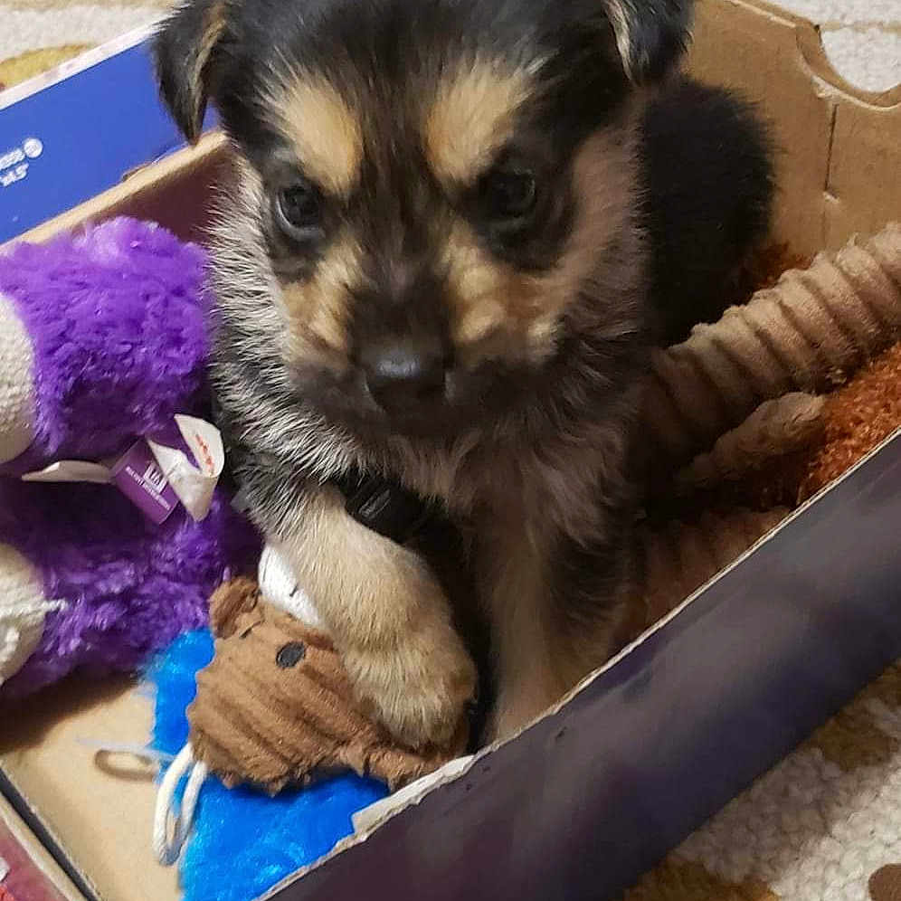 Wally