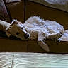 Livy is registered to the contest to win money with this photo: animal, blanket, canine, comfort, couch, cozy, dog, fur, golden_retriever, greenery, home, indoor, leisure, living_room, nature, pet, relaxing, resting, soft_light, window