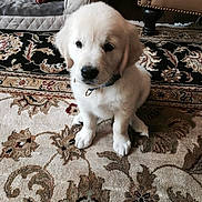 Livy joined the competition — help win amazing prizes! animal, carpet, collar, cute, dog, dog_bed, domestic_animal, floor, fluffy, fur, golden_retriever, home, indoor, pet, portrait, puppy, sitting, small, toy, young