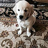animal, carpet, collar, cute, dog, dog_bed, domestic_animal, floor, fluffy, fur, golden_retriever, home, indoor, pet, portrait, puppy, sitting, small, toy, young