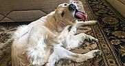 Livy is registered to the contest to win money with this photo: animal, canine, carpet, couch, cute, dog, domestic, fur, furniture, golden_retriever, happy, home, indoor, living_room, paw, pet, playful, relaxed, scratching, tongue_out