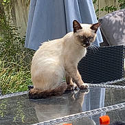 Yumy a rejoint le concours — aidez-le/la à gagner de superbes lots ! cat, siamese_cat, outdoor, patio, glass_table, reflection, umbrella, wicker_chair, cushion, sneakers, shoe, grass, plants, fence, whiskers, pet, garden, table, sunlight, sitting