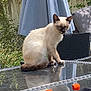 cat, siamese_cat, outdoor, patio, glass_table, reflection, umbrella, wicker_chair, cushion, sneakers, shoe, grass, plants, fence, whiskers, pet, garden, table, sunlight, sitting