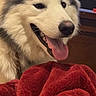 Asher is registered to the contest to win money with this photo: dog, husky, pet, animal, fur, tongue, happy, indoor, blanket, red_blanket, closeup, face, ears, smiling, canine, domestic_animal, fluffy, companion, comfort, relaxed