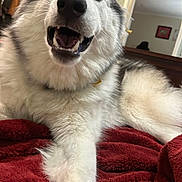 Asher joined the competition — help win amazing prizes! dog, husky, smiling, happy, indoor, blanket, fur, pet, canine, cozy, red, bedroom, tongue, relaxed, friendly, animal, closeup, paw, white, black