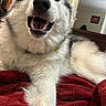 dog, husky, smiling, happy, indoor, blanket, fur, pet, canine, cozy, red, bedroom, tongue, relaxed, friendly, animal, closeup, paw, white, black