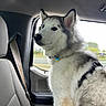 Asher joined the competition — help win amazing prizes! dog, husky, pet, animal, car_interior, seat, window, fur, ears, collar, tag, looking_away, side_view, seatbelt, gray, white, fluffy, domestic_animal, vehicle, daylight
