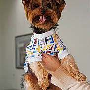 Chanel joined the competition — help win amazing prizes! dog, small_dog, yorkshire_terrier, pet, animal, clothing, shirt, colorful, tongue_out, happy, cute, fluffy, ears, held_up, person_hand, indoor, portrait, smiling, friendly, companionship