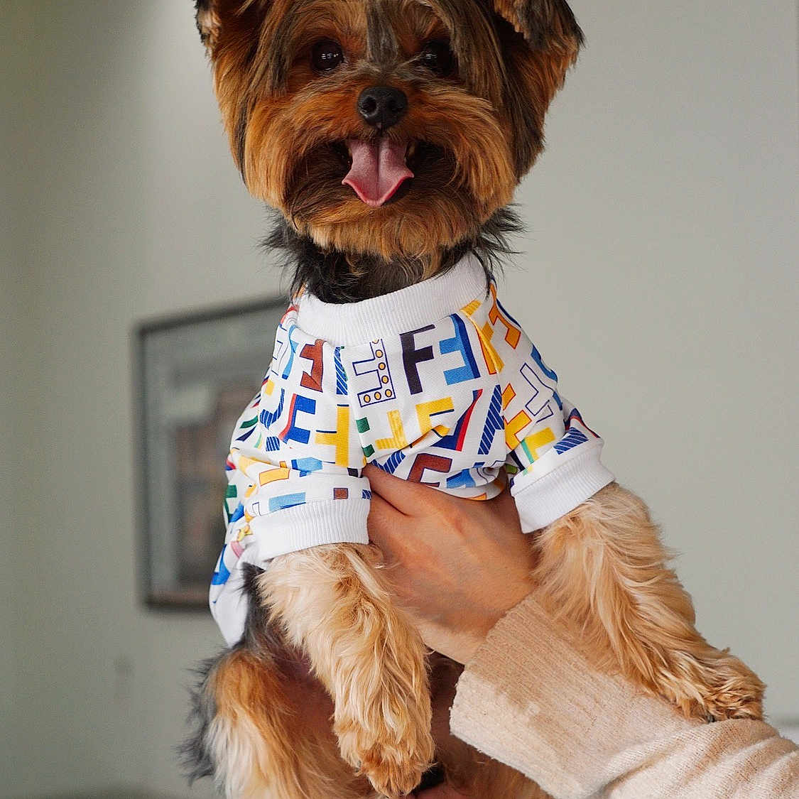 Chanel joined the competition — help win amazing prizes! dog, small_dog, yorkshire_terrier, pet, animal, clothing, shirt, colorful, tongue_out, happy, cute, fluffy, ears, held_up, person_hand, indoor, portrait, smiling, friendly, companionship