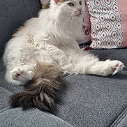 Florida a rejoint le concours — aidez-le/la à gagner de superbes lots ! cat, couch, cozy, decorative_pillow, domestic_animal, ears, feline, fluffy, fur, gray, home, indoor, pet, pillow, relaxed, sitting, sofa, tail, whiskers, white