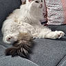 cat, couch, cozy, decorative_pillow, domestic_animal, ears, feline, fluffy, fur, gray, home, indoor, pet, pillow, relaxed, sitting, sofa, tail, whiskers, white