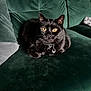 Luna is registered to the contest to win money with this photo: cat, black_cat, yellow_eyes, collar, tag, pet, indoor, couch, green_couch, plush, fur, whiskers, animal, feline, relaxed, sitting, closeup, home, cozy, domestic