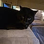 black_cat, cat, pet, indoor, furniture, couch, animal, mammal, whiskers, ears, eyes, relaxing, home, cozy, domestic_cat, feline, resting, looking, shadow, soft_lighting