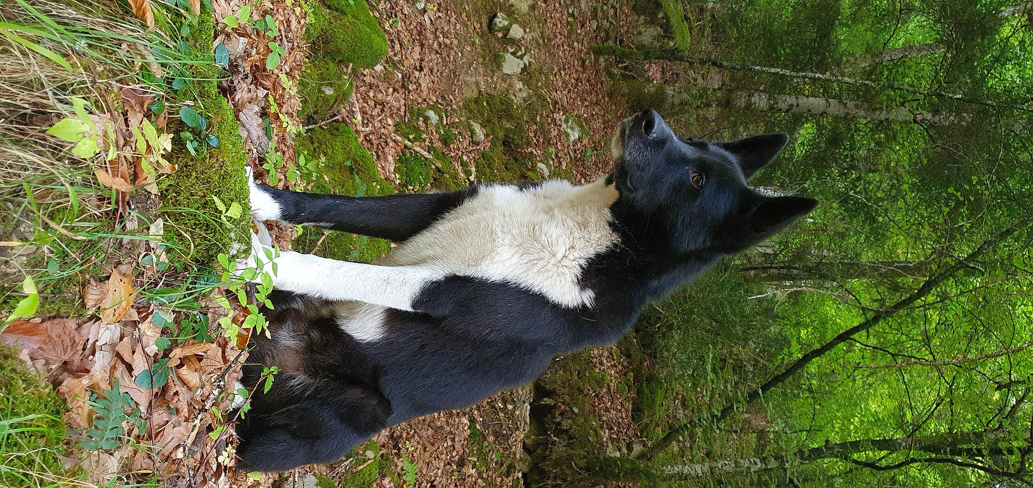 Oggy participe au concours pour gagner de l'argent avec cette photo : canidae, carnivore, companion_dog, dog, dog_breed, fur, grass, non_sporting_group, plant, snout, sporting_group, tail, terrestrial_animal, tree, working_animal
