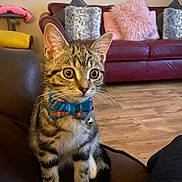 Ziggy is registered to the contest to win money with this photo: alert, animal, bell, bow_tie, cat, couch, cute, ears, floor, furniture, home, indoor, kitten, living_room, pet, pillow, seated, sofa, tabby, whiskers