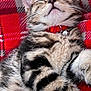 Ziggy joined the competition — help win amazing prizes! adorable, animal, bell, cat, closeup, collar, cozy, cute, feline, fur, indoor, kitten, pet, plaid, red_blanket, resting, sleeping, soft, tabby, whiskers