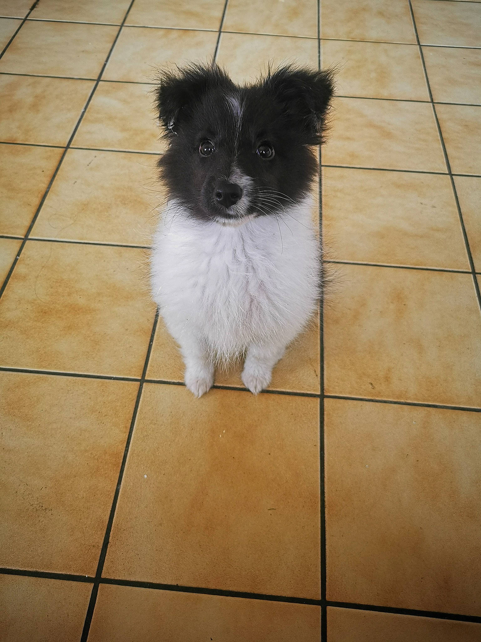 Kyubi participe au concours pour gagner de l'argent avec cette photo : canidae, carnivore, companion_dog, dog, dog_breed, elo, floor, german_spitz_mittel, mammal, non_sporting_group, papillon, pomeranian, puppy, spitz, sporting_group, tail, toy_dog, vertebrate