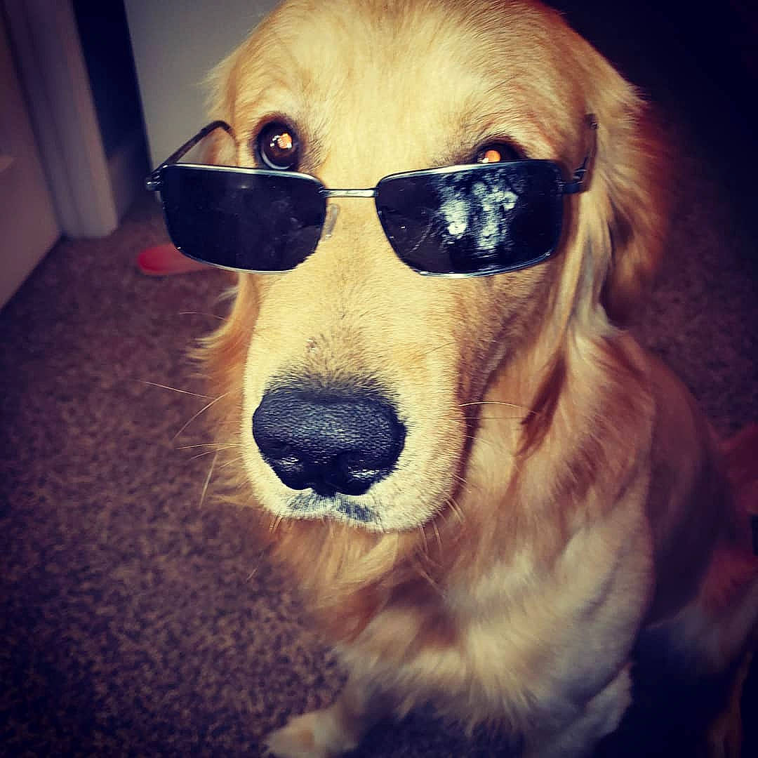 Winston Edward is registered to the contest to win money with this photo: canidae, carnivore, companion_dog, cool, dog, dog_breed, eyewear, face, fur, glasses, golden_retriever, head, nose, puppy_love, retriever, snout, sporting_group, sunglasses, vision_care, whiskers