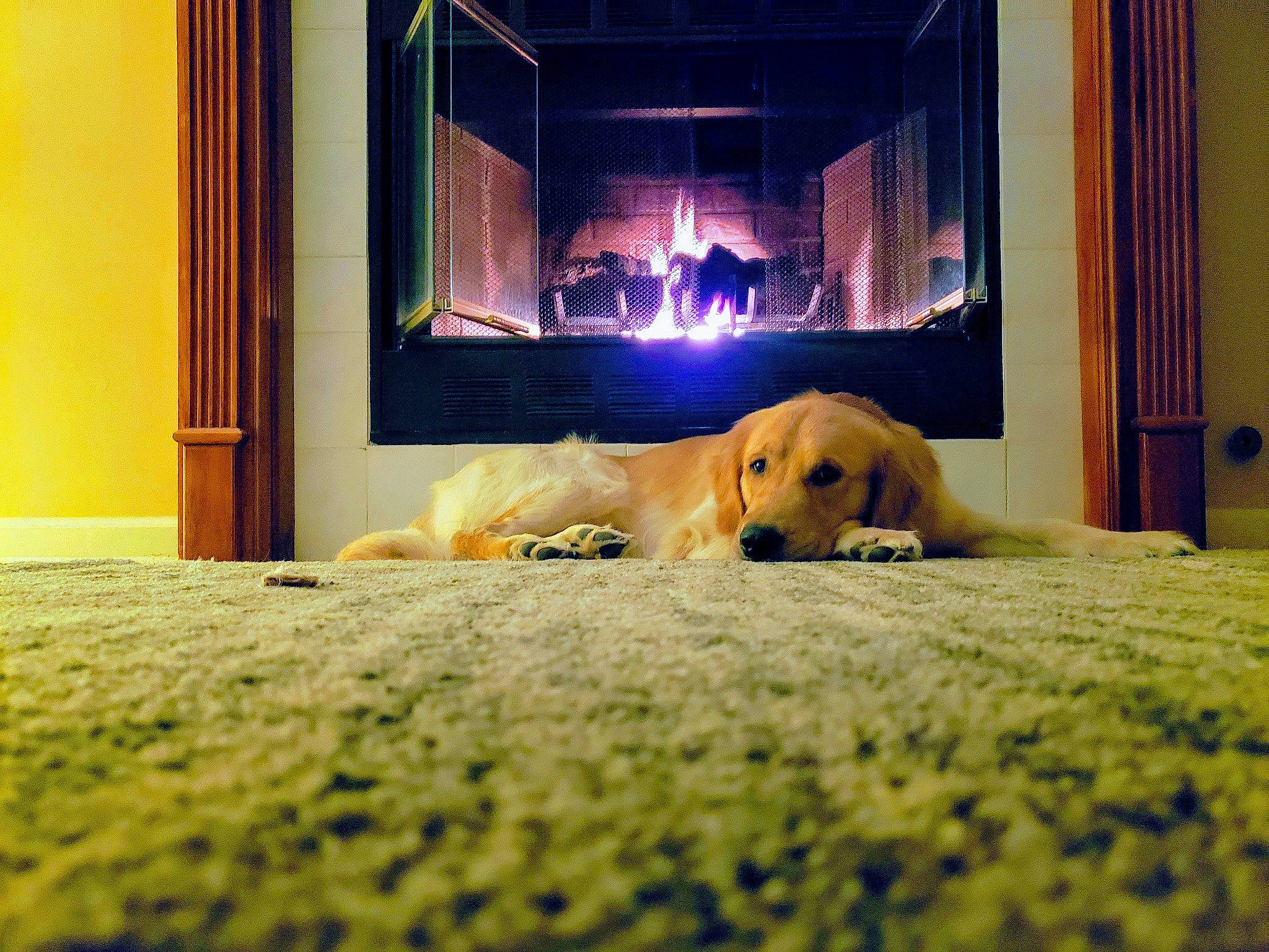 Winston Edward joined the competition — help win amazing prizes! bed, bed_sheet, canidae, carnivore, companion_dog, dog, dog_breed, electronic_device, floor, flooring, furniture, golden_retriever, home, labrador_retriever, puppy, retriever, room, snout, sporting_group, yellow