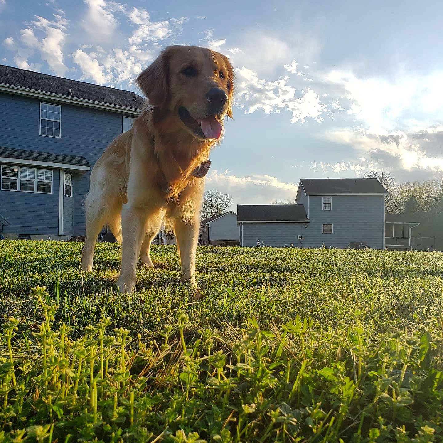 Winston Edward joined the competition — help win amazing prizes! broholmer, canidae, carnivore, companion_dog, dog, dog_breed, field_trial, golden_retriever, grass, grass_family, labrador_retriever, mammal, morning, nova_scotia_duck_tolling_retriever, plant, retriever, sky, sporting_group, sunlight, tree