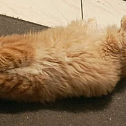 Luffy participe au concours pour gagner de l'argent avec cette photo : animal, carpet, cat, cute, domestic_cat, feline, floor, fluffy, hiding_face, indoor, leopard_print, lying_down, orange_cat, paws, pet, playful, resting, sleeping, tail, white_tiles