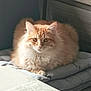 Luffy a rejoint le concours — aidez-le/la à gagner de superbes lots ! animal, cat, cozy, curious, cushions, cute, domestic_cat, feline, fluffy, furniture, home, indoor, natural_light, orange_tabby, pet, relaxed, resting, soft_light, window_reflection, wooden_drawer