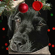 Luna Mae Walker is registered to the contest to win money with this photo: animal, black_dog, bokeh, christmas, close_up, cozy, cute, decorations, dog, face, festive, holiday, lights, ornament, pet, pine_branch, portrait, red_ball, resting, wax_seal