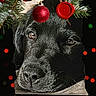 animal, black_dog, bokeh, christmas, close_up, cozy, cute, decorations, dog, face, festive, holiday, lights, ornament, pet, pine_branch, portrait, red_ball, resting, wax_seal