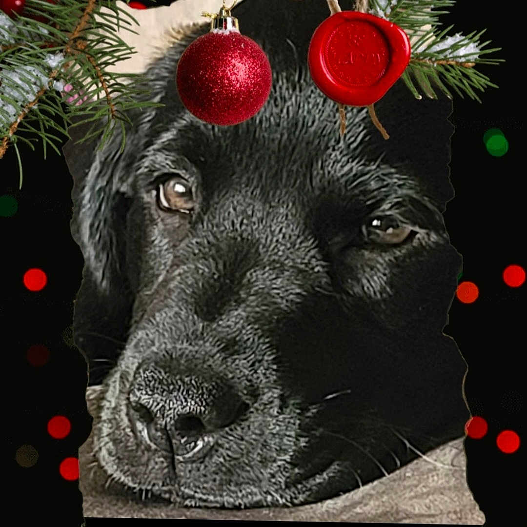 Luna Mae Walker is registered to the contest to win money with this photo: animal, black_dog, bokeh, christmas, close_up, cozy, cute, decorations, dog, face, festive, holiday, lights, ornament, pet, pine_branch, portrait, red_ball, resting, wax_seal