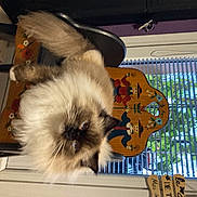 Sacha participe au concours pour gagner de l'argent avec cette photo : canidae, carnivore, cat, companion_dog, dog_breed, fawn, felidae, fur, small_to_medium_sized_cats, tail, toy_dog, whiskers