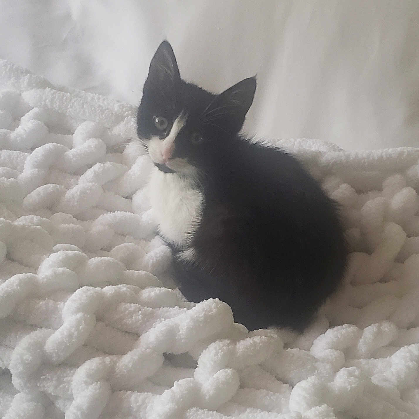 Fingers is registered to the contest to win money with this photo: animal, black_and_white, blanket, cat, cozy, curious, cute, ears, feline, fluffy, fur, indoors, kitten, knitted, pet, resting, sitting, soft, whiskers, young