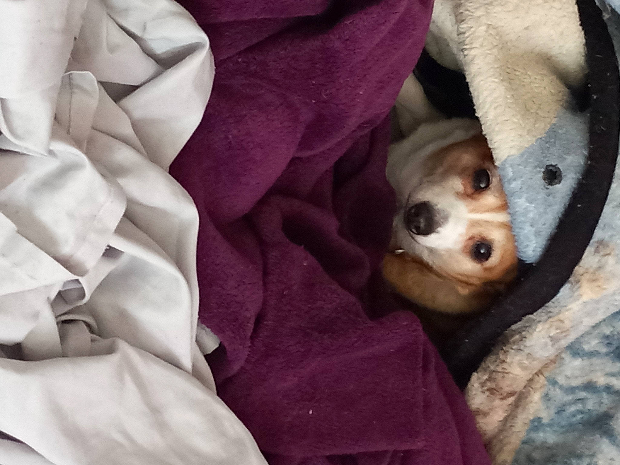 Emily joined the competition — help win amazing prizes! canidae, carnivore, comfort, companion_dog, dog, dog_breed, fawn, fur, linens, nap, non_sporting_group, puppy_love, sleep, snout, sporting_group, stuffed_toy, toy_dog, whiskers