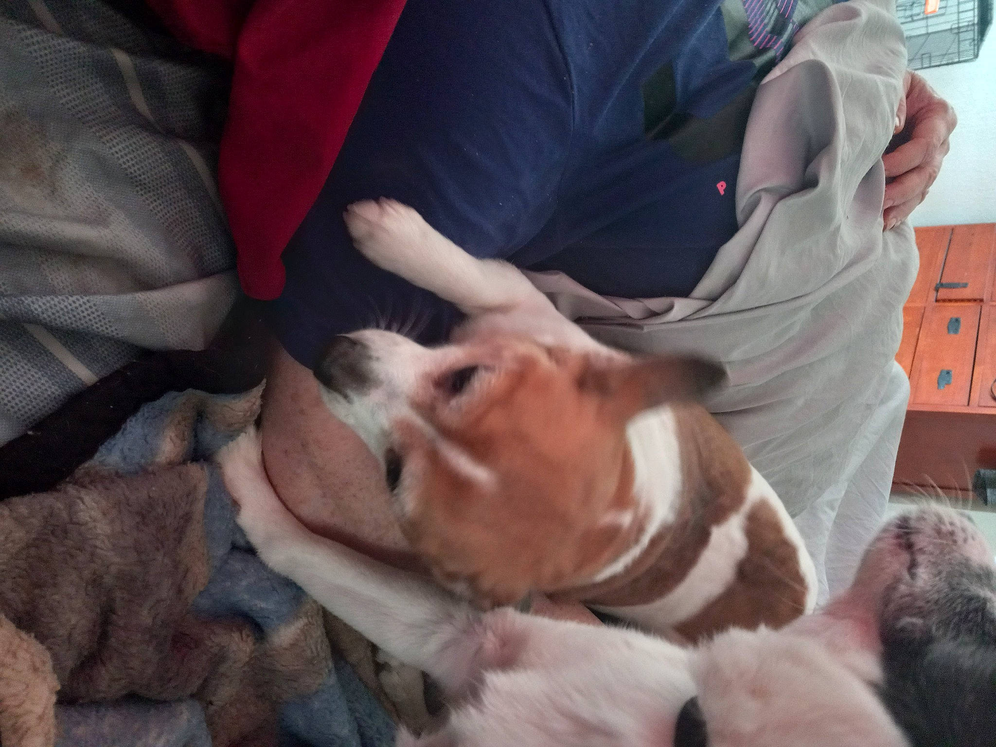 Emily joined the competition — help win amazing prizes! beagle, canidae, carnivore, comfort, companion_dog, dog, dog_breed, fawn, felidae, fur, guinea_pig, paw, puppy_love, small_to_medium_sized_cats, sporting_group, whiskers