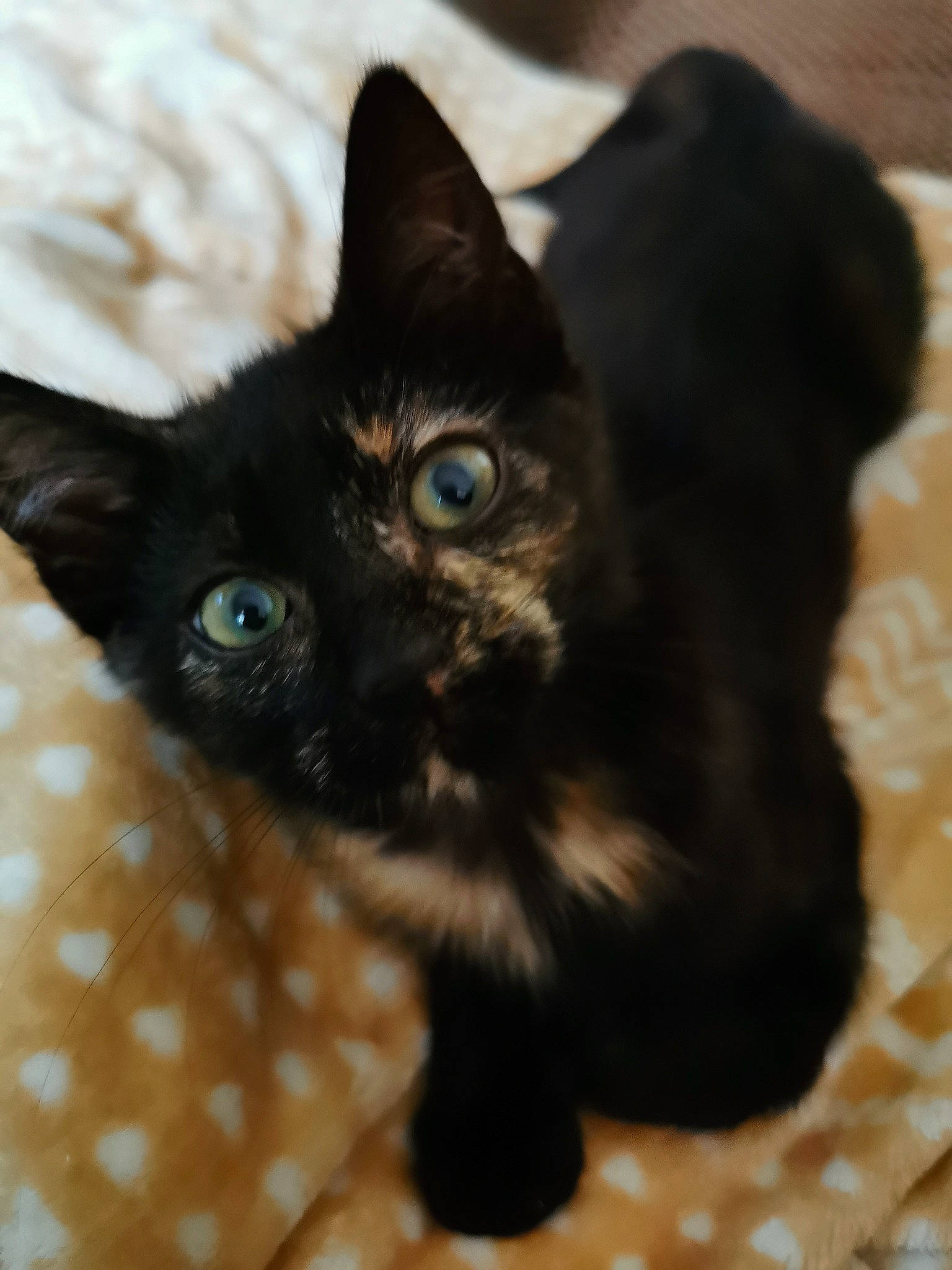 Macha participe au concours pour gagner de l'argent avec cette photo : asian, black, black_cat, bombay, burmese, carnivore, cat, claw, eye, felidae, fur, german_rex, iris, kitten, mammal, ojos_azules, small_to_medium_sized_cats, snout, vertebrate, whiskers