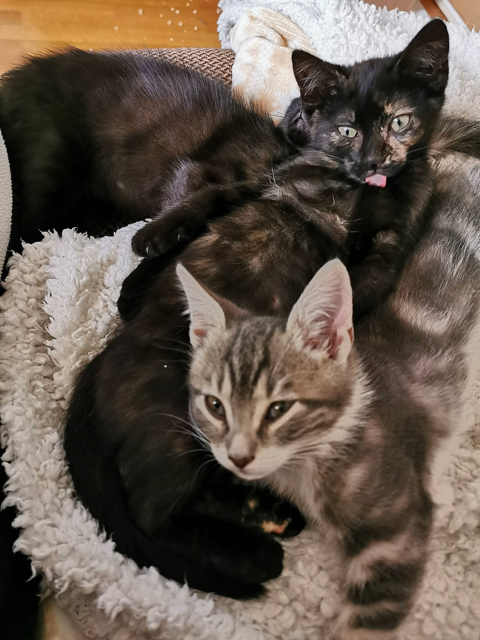 Macha a rejoint le concours — aidez-le/la à gagner de superbes lots ! american_shorthair, american_wirehair, asian, carnivore, cat, domestic_short_haired_cat, dragon_li, european_shorthair, felidae, fur, german_rex, kitten, mammal, pixie_bob, small_to_medium_sized_cats, tabby_cat, vertebrate, whiskers