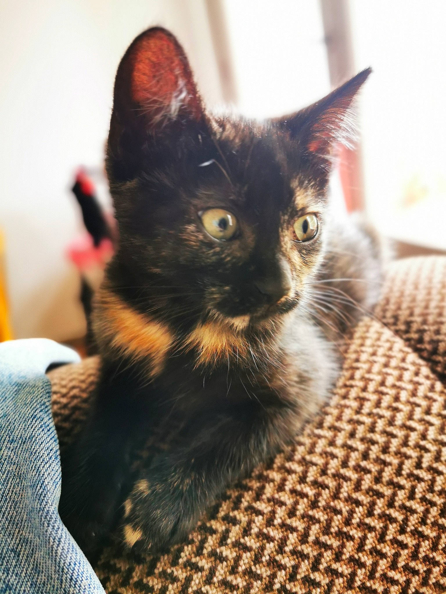 Macha participe au concours pour gagner de l'argent avec cette photo : asian, black_cat, carnivore, cat, domestic_short_haired_cat, european_shorthair, felidae, fur, german_rex, kitten, mammal, small_to_medium_sized_cats, vertebrate, whiskers