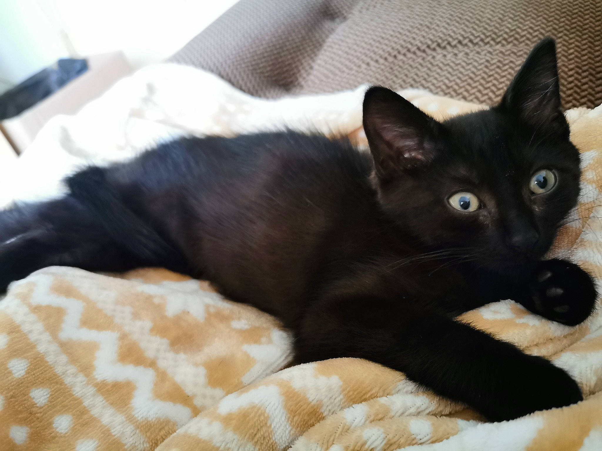 Jiji participe au concours pour gagner de l'argent avec cette photo : asian, black_cat, bombay, burmese, carnivore, cat, domestic_short_haired_cat, felidae, fur, german_rex, havana_brown, kitten, mammal, oriental_shorthair, small_to_medium_sized_cats, vertebrate, whiskers