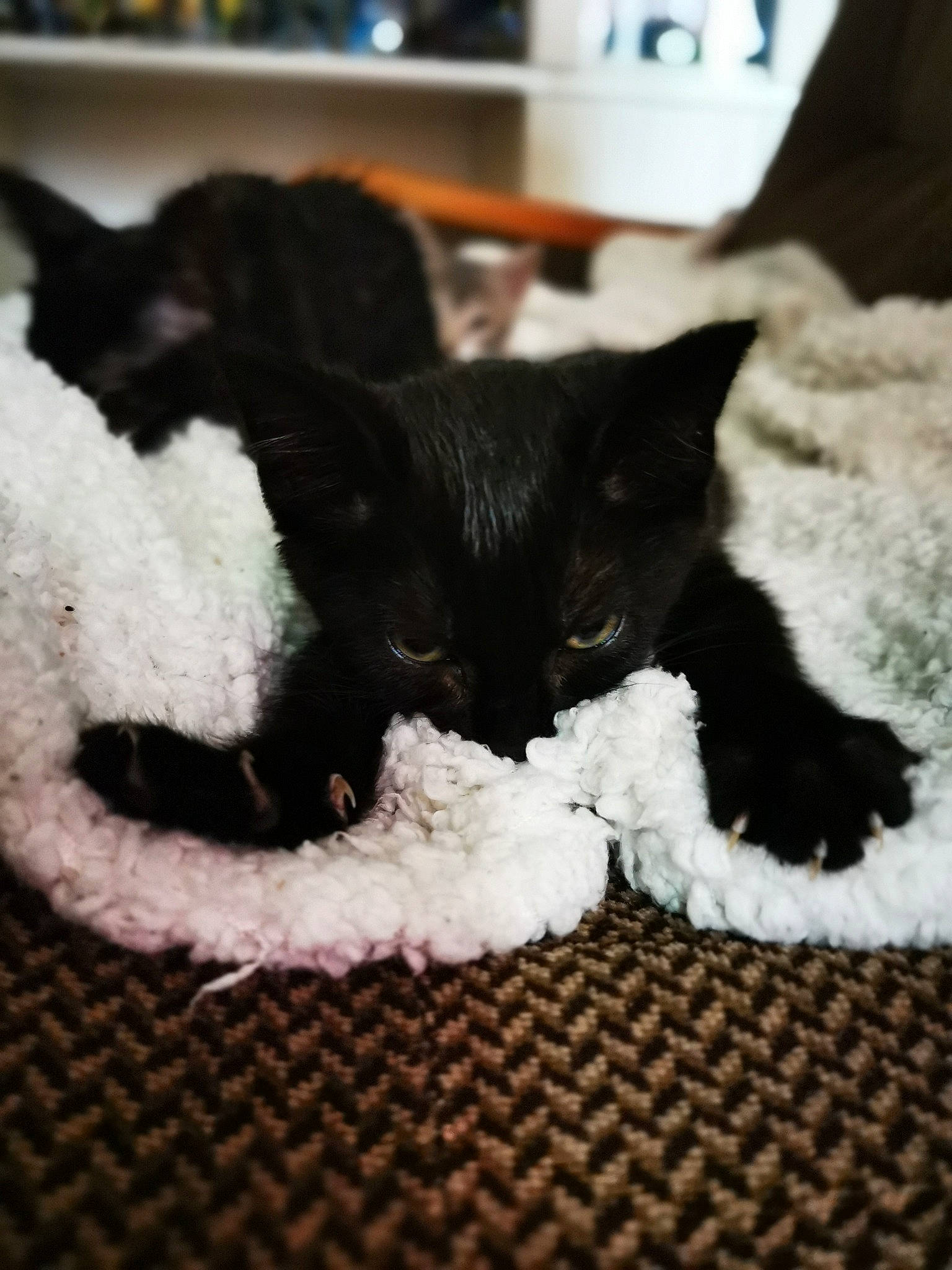 Jiji a rejoint le concours — aidez-le/la à gagner de superbes lots ! black, black_and_white, black_cat, carnivore, cat, ear, felidae, fur, kitten, nap, polydactyl_cat, sleep, small_to_medium_sized_cats, tail, whiskers