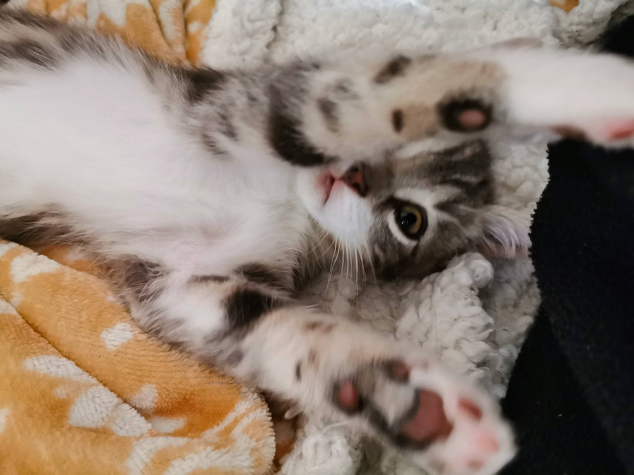 Hylia a rejoint le concours — aidez-le/la à gagner de superbes lots ! american_shorthair, asian, carnivore, cat, claw, ear, european_shorthair, eye, felidae, fur, kitten, mammal, paw, polydactyl_cat, skin, small_to_medium_sized_cats, snout, tabby_cat, whiskers